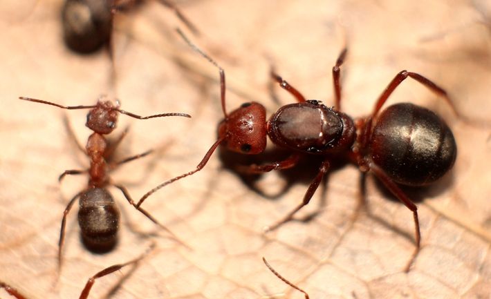 被冤枉的社营性动物对蚂蚁的那些误解