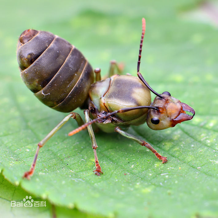 你去非洲草原看看有没有行军蚁在搬家,你再等几天看看会不会下雨吧.