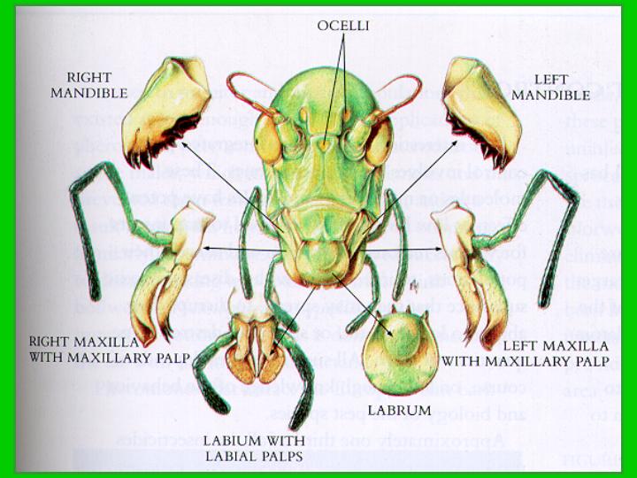 蝗虫的口器结构图图片