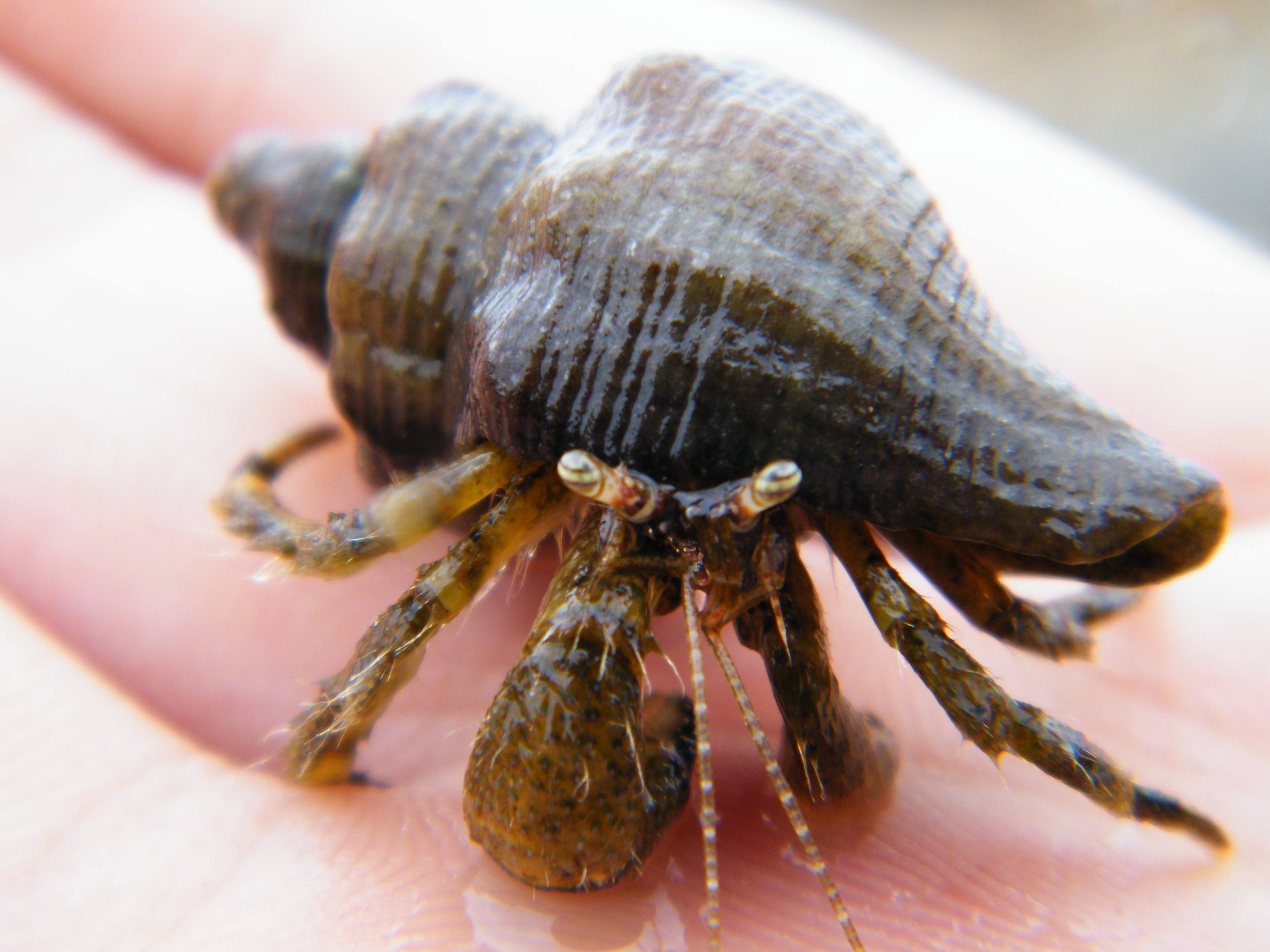 新番你遭难了吗周边——寄居蟹鉴赏 - acfun弹幕视频网 - 认真你就输