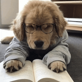 狗狗看书图片搞笑图片