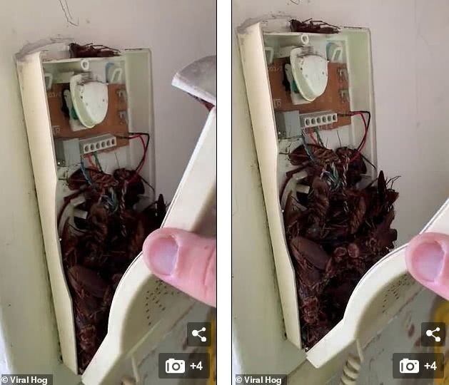 真正的南方蟑螂澳大利亚蟑螂