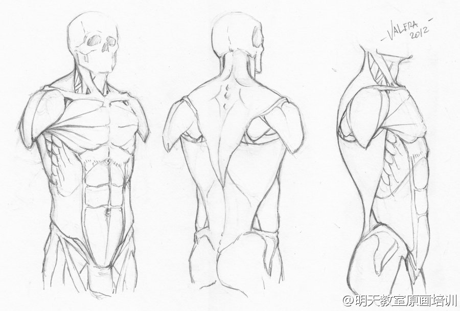 素材画漫画动漫多角度躯干专业漫画培训