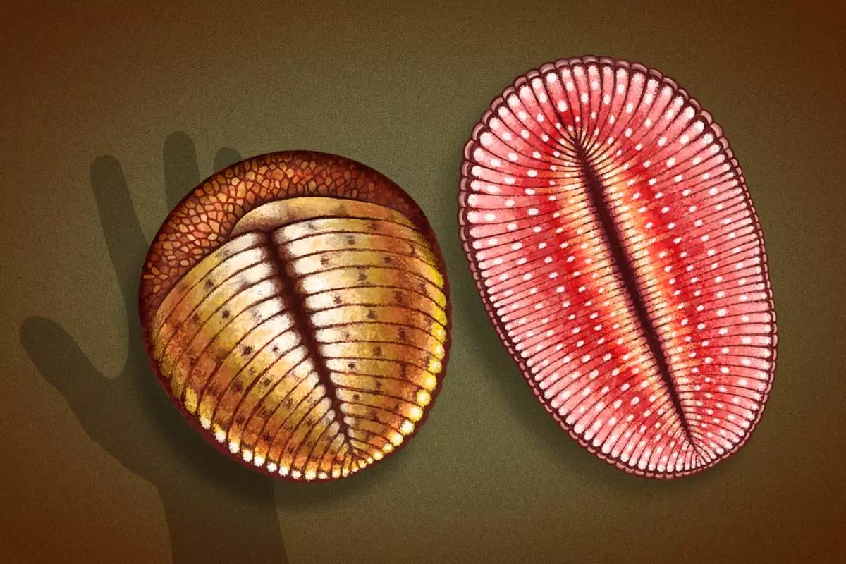 可能触发了后期寒武纪动物的身体形态和复杂性的爆炸式增长,而特殊的