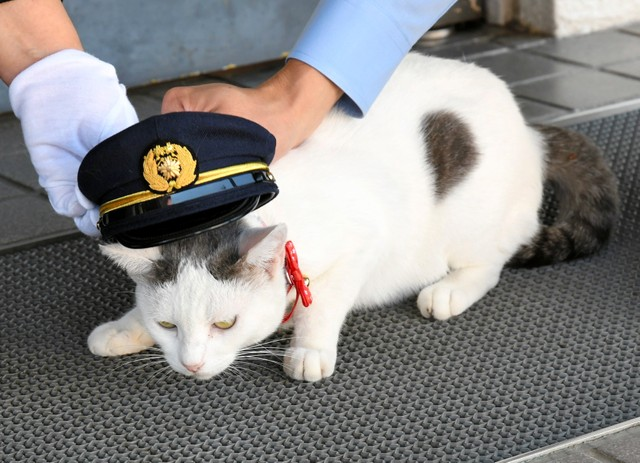 冈山猫咪tama警视在宣誓零事故时扔下制服逃走 Acfun弹幕视频网 认真你就输啦 W ノ つロ