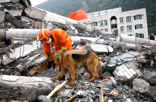 汶川地震最后一只搜救犬离世仅汶川一役救15人