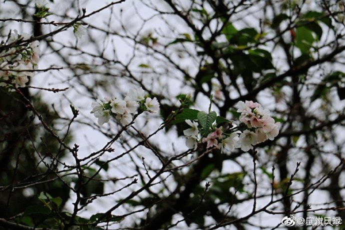 武大樱花十月开了 被天气搞晕的武大樱花