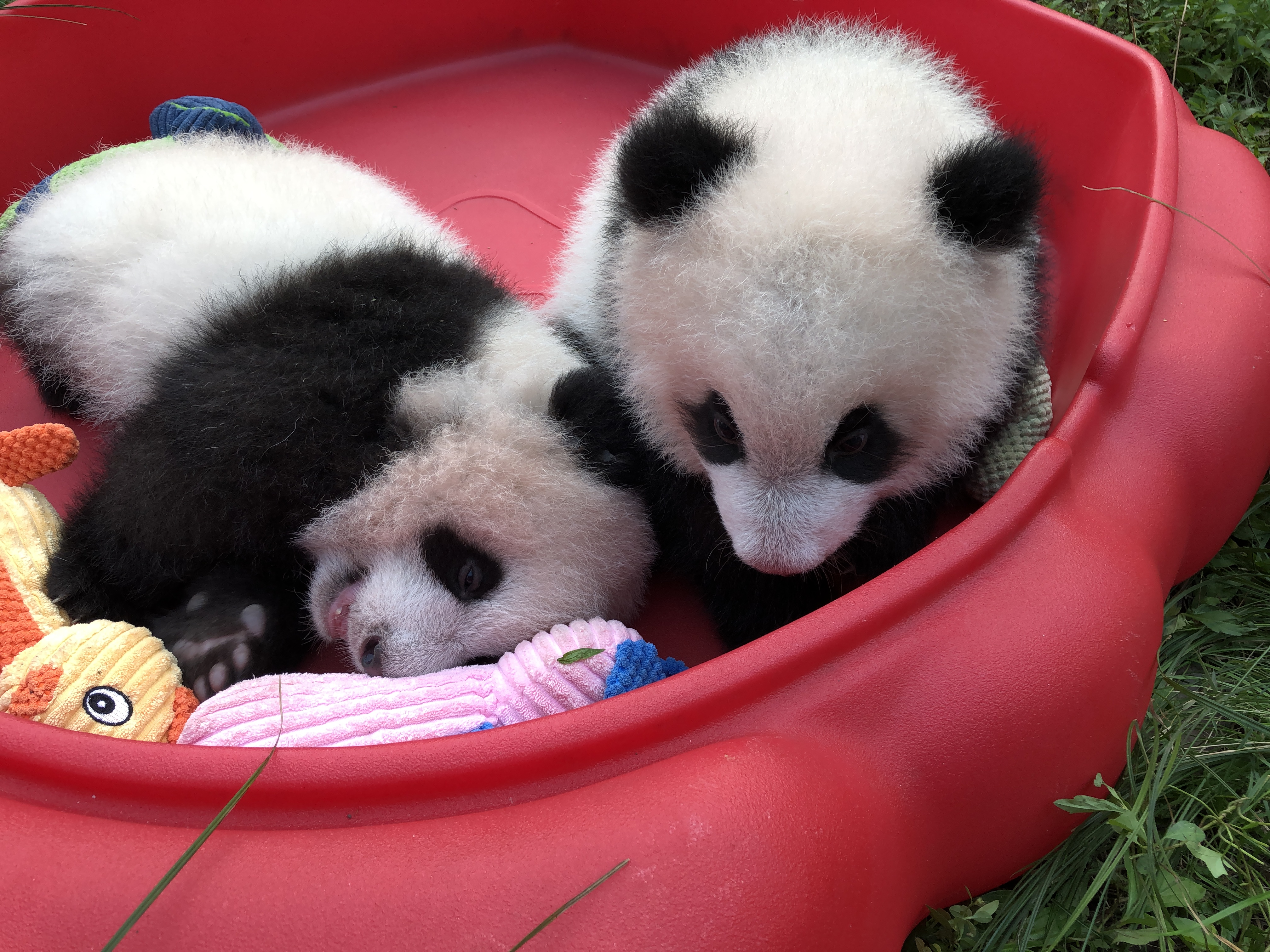 重庆大熊猫幼崽双双和重重