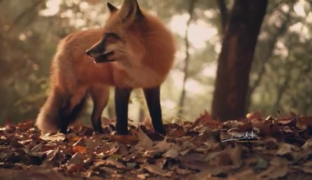 武汉大学珞珈山上 网红小狐狸 珞珞 再次现身 犹如童话世界的小狐狸 Acfun弹幕视频网 认真你就输啦 W ノ