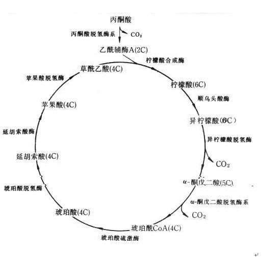 微科普關於能量代謝的粗略科普一糖類的能量代謝途徑