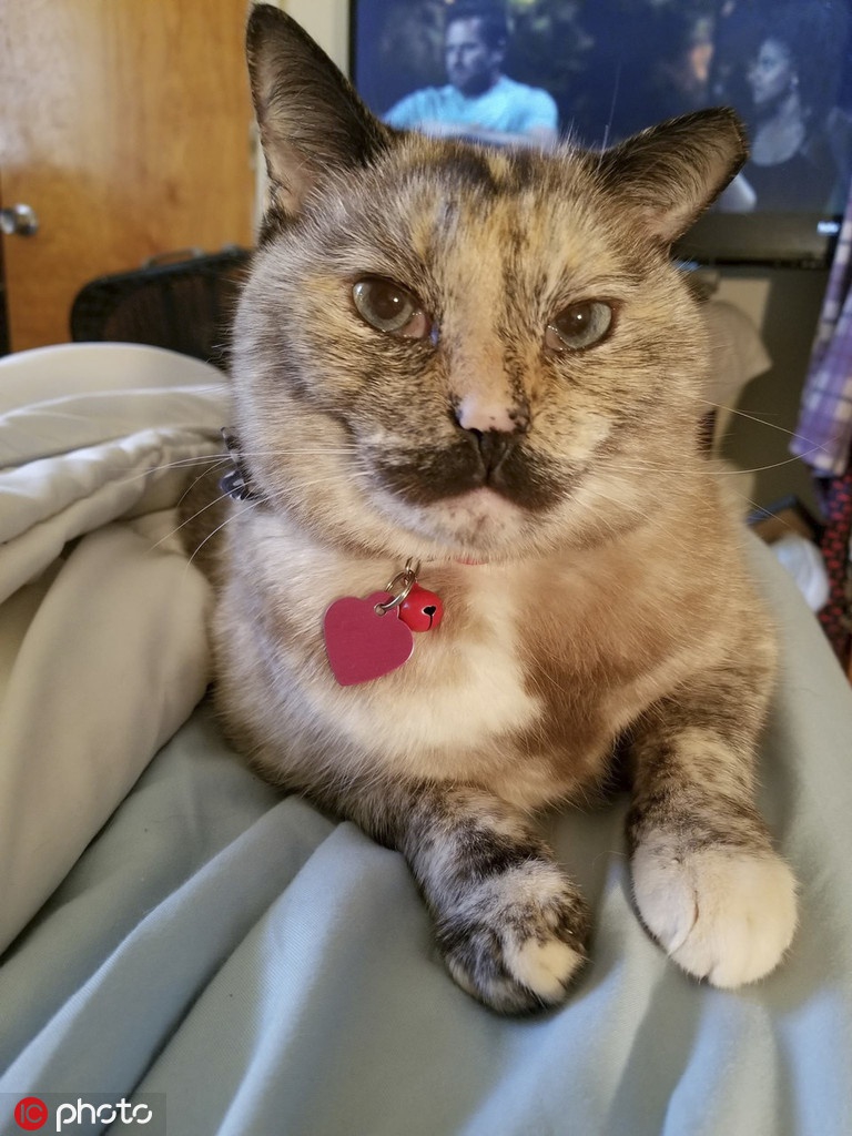 酷似卓别林英国一猫咪长黑色小胡子成网红