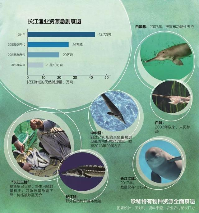 长江无鱼之困再不保护四大家鱼基因库中国人将无鱼可吃