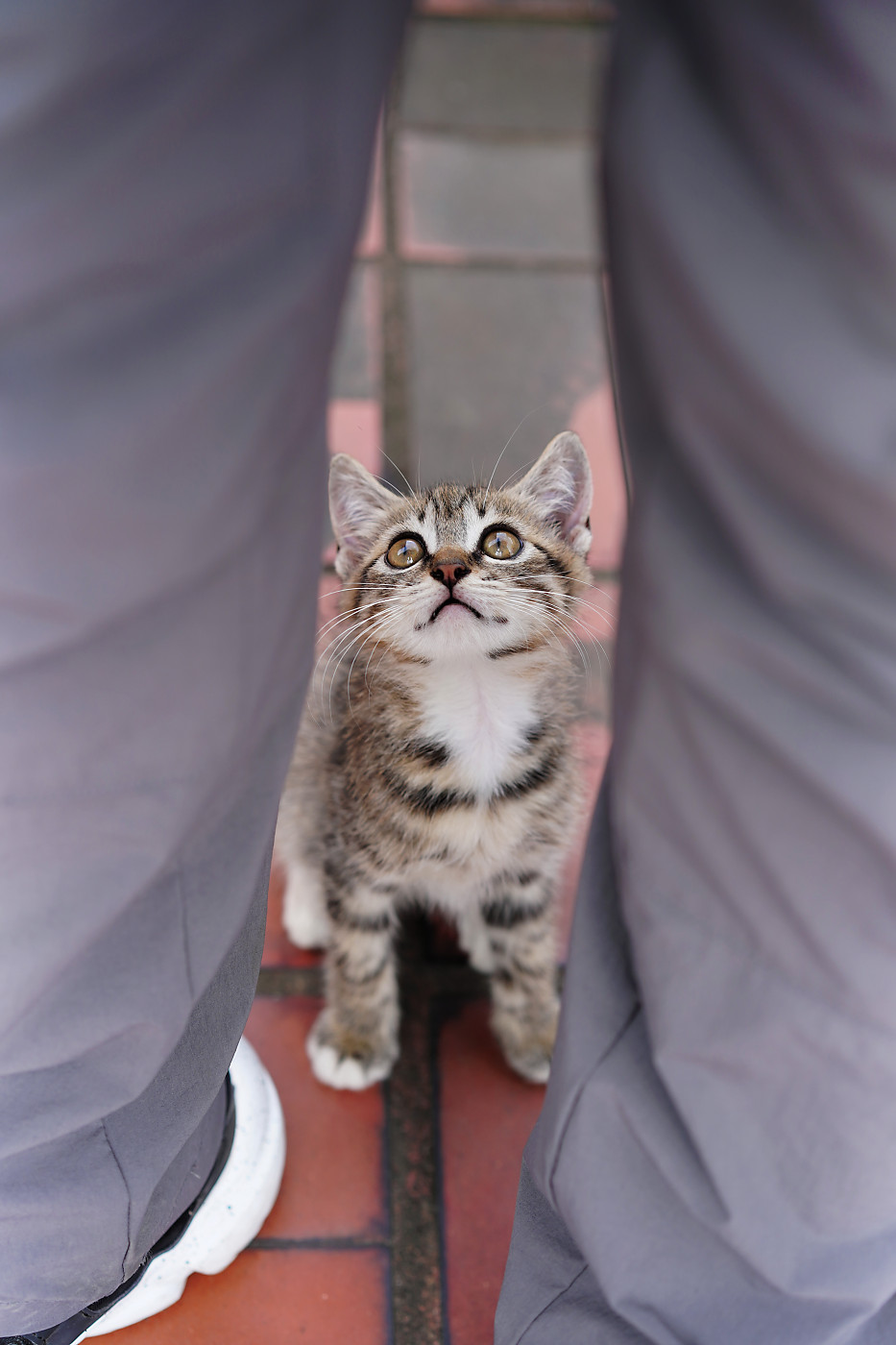 学校里的猫之小可爱