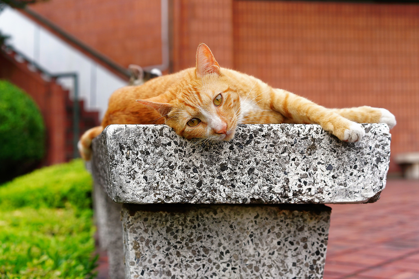 学校里的猫之小可爱