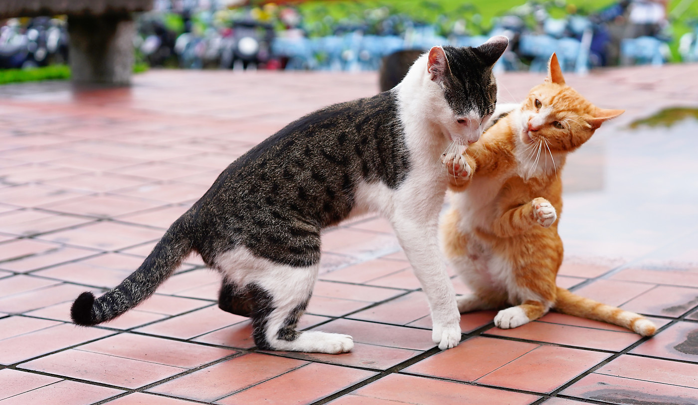 学校里的猫之小可爱