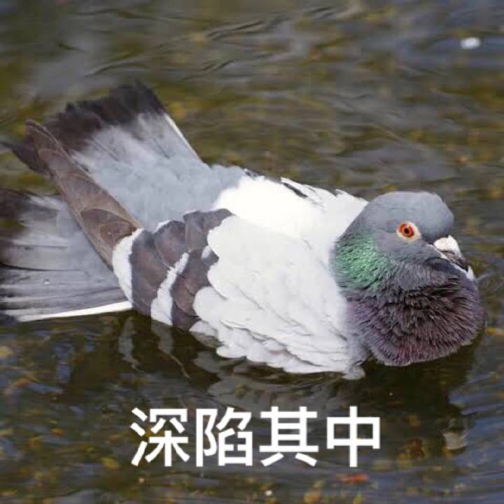 表情包系列第13弹鸽子系列up主鸽专用鸽了咕咕咕咕含50张精