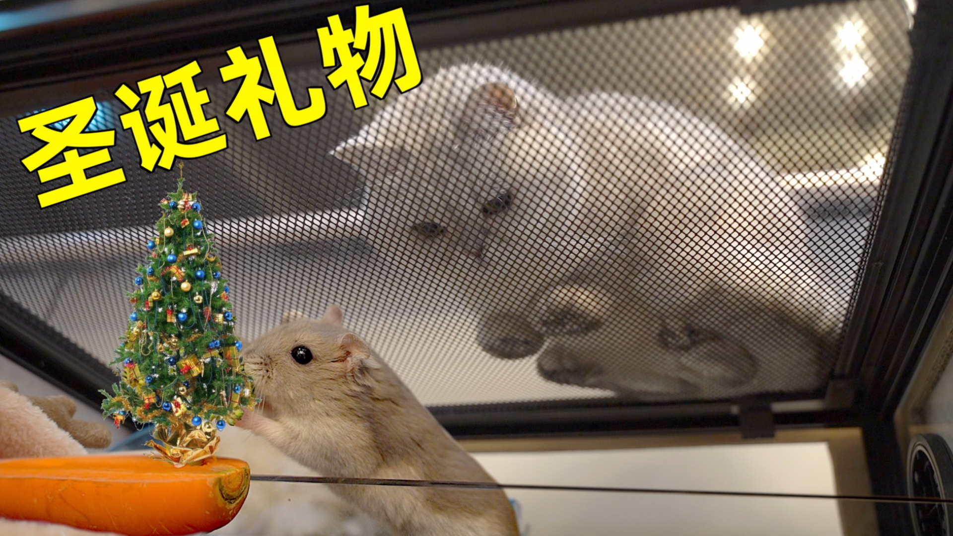 给家里猫和仓鼠过圣诞节,仓鼠太开心把圣诞树啃了,猫咪都看馋了