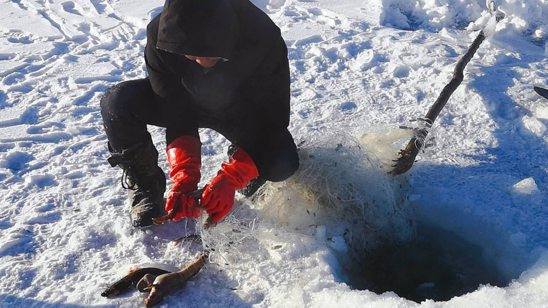 捕捉到1条花翅子鱼,这条鱼和别的鱼不一样,怎么头部是红色的?