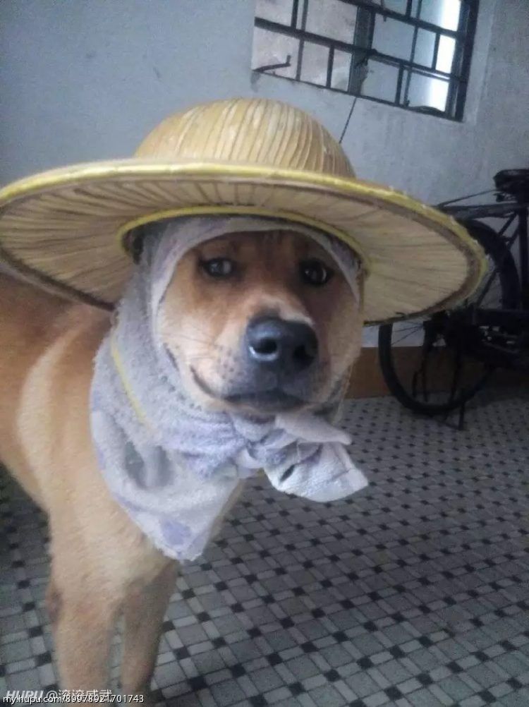 是个狠奶奶秀儿家不家长会的无所谓,主要爱老师这可太糟糕了是真爱了