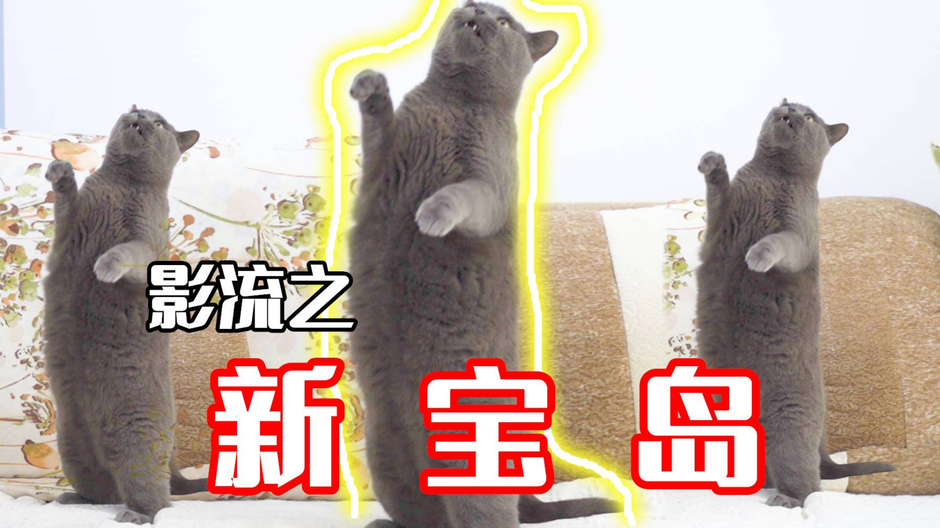 猫咪跳最近很火的舞蹈,每天一遍,防止抑郁!