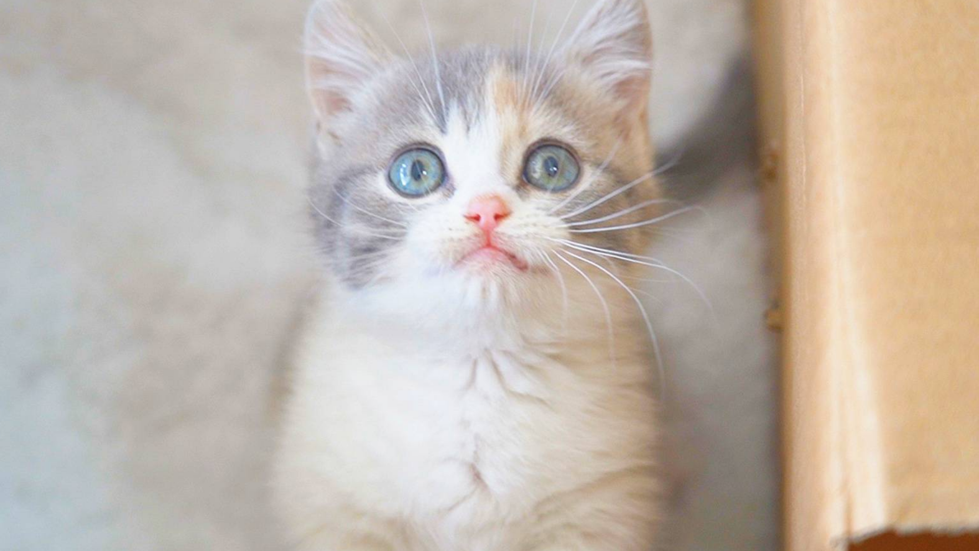 萌猫宝哥!闯关,萌猫宝哥!,萌猫宝哥!元宵_大山谷图库