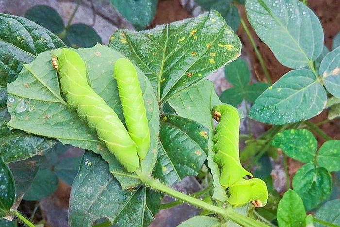 农村地里的它人称猪儿虫油炸有奶油味9月吃正当时