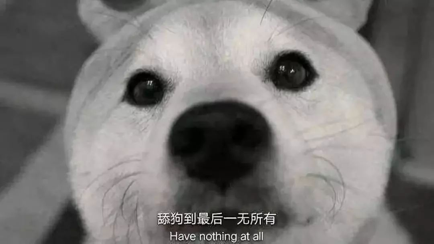 3舔狗必死