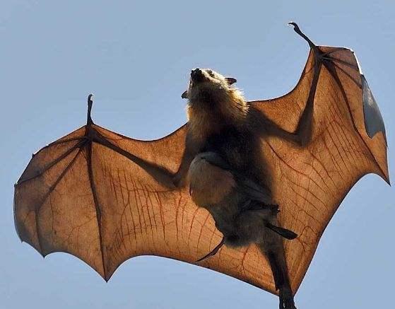澳大利亚山火摧毁栖息地60万蝙蝠涌入人类栖息地数千万人陷入恐慌