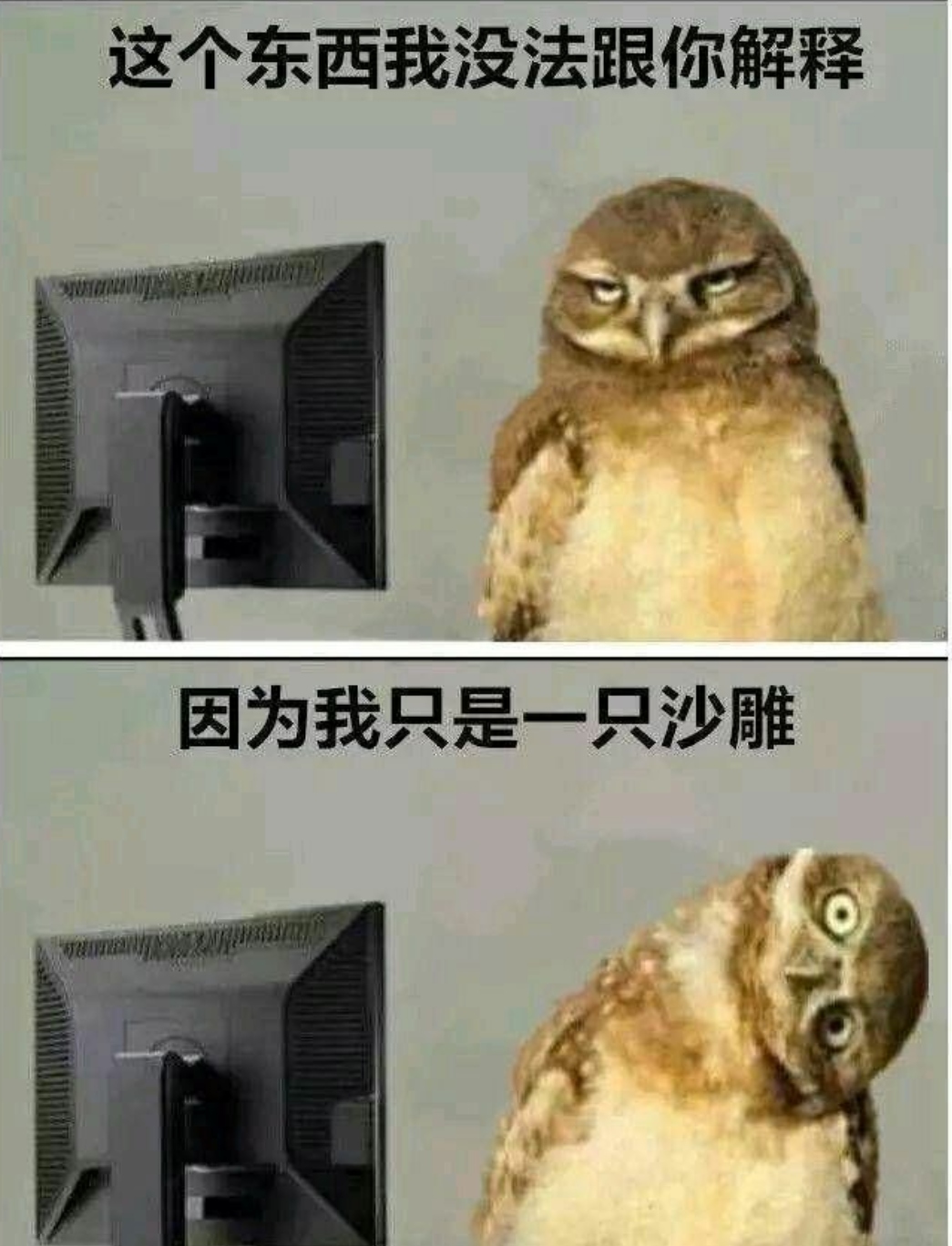 天线猫头鹰表情包图片