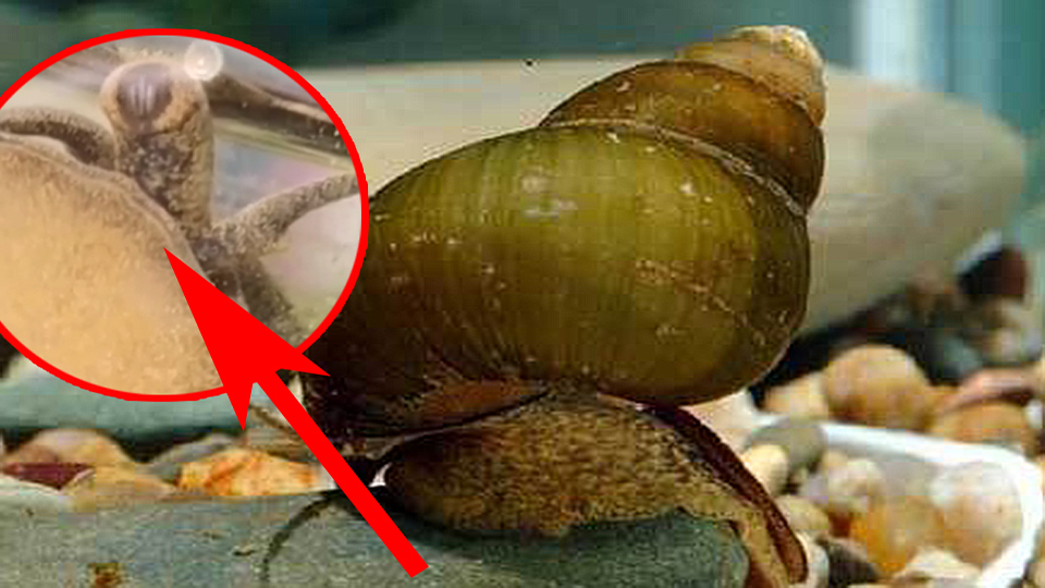 天天吃螺蛳粉,你见过螺蛳的嘴吗?带你来开开眼