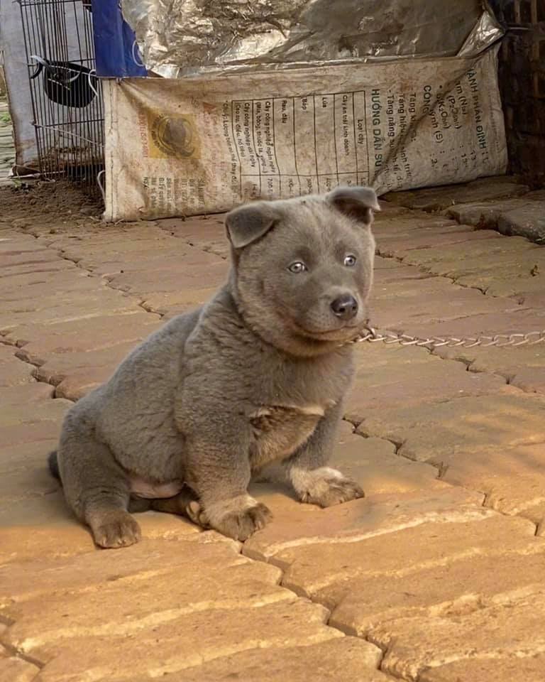 越南的一只网红狗g59umèob69cm63,又憨又可爱