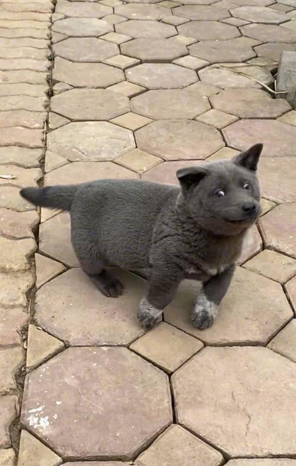 越南的一只网红狗g59umèob69cm63,又憨又可爱