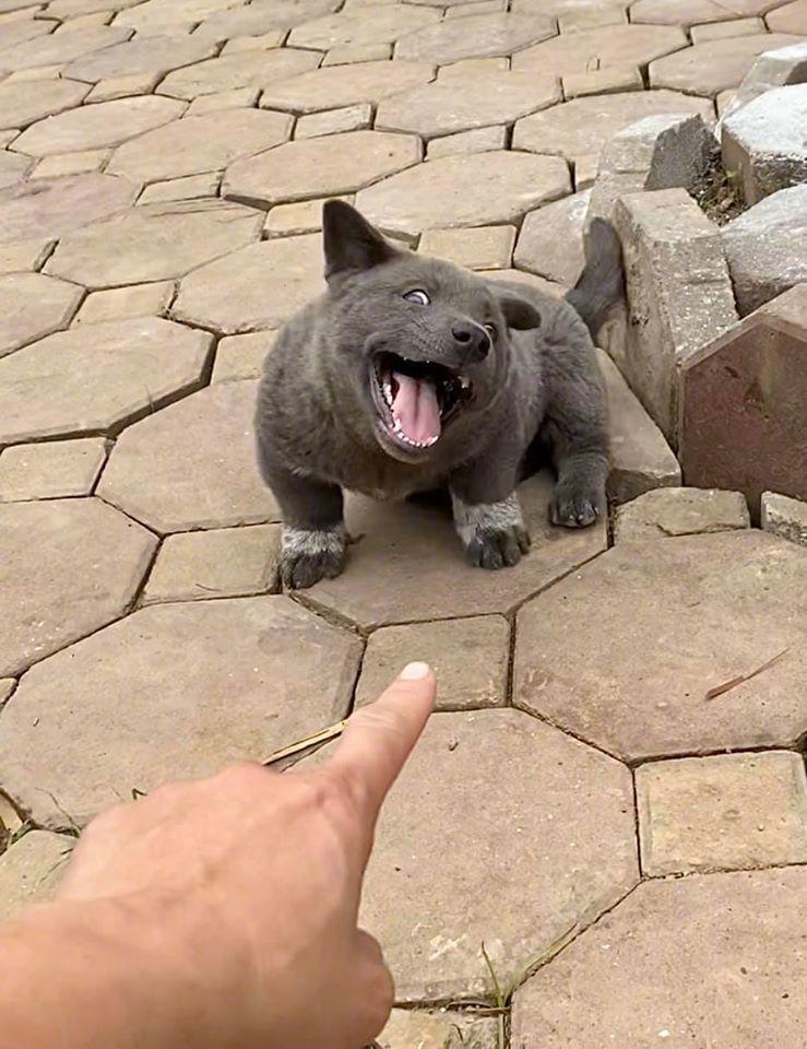 越南的一只网红狗g59umèob69cm63,又憨又可爱