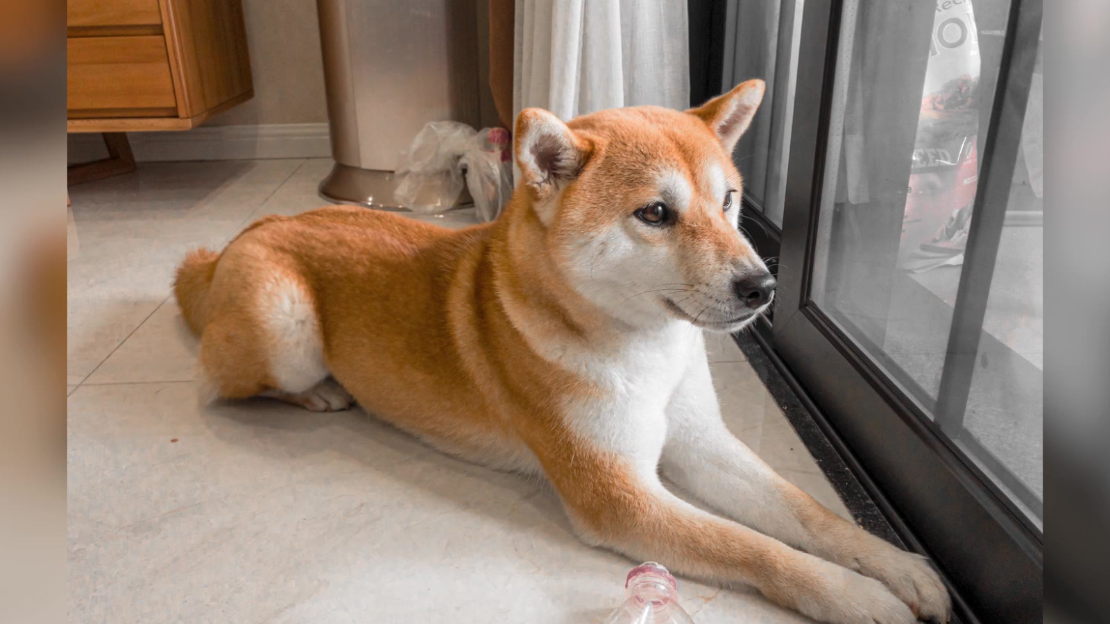 【宠物】这是一只怎么rua都不会反抗的柴犬