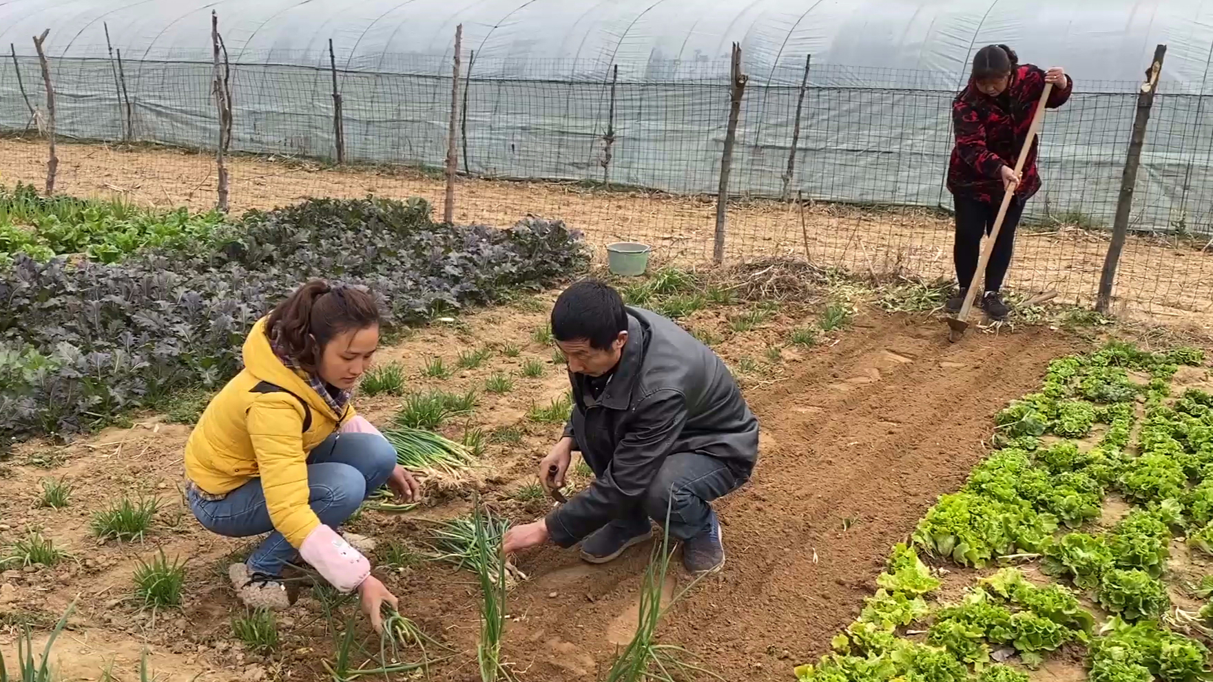 一家人开始种小香葱,婆婆先撒一层肥料,撒好儿媳跟公爹学着种