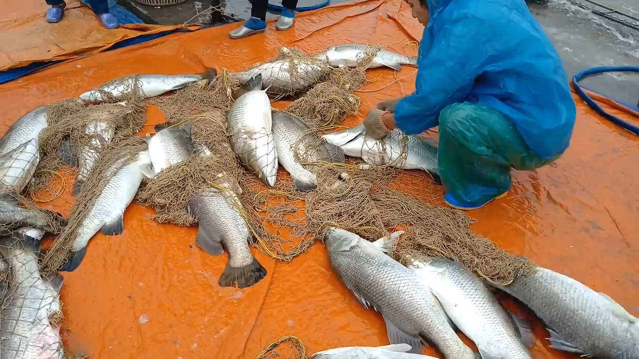 海鱼养殖场收网了,都是大鲈鱼看看就刺激!