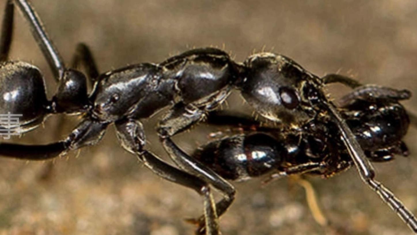 会进行战场救援的非洲蚂蚁