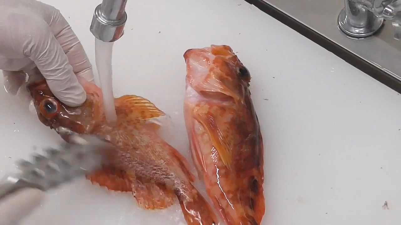 颜色极其漂亮的石狗公鱼,这种鱼煮汤特别开胃!