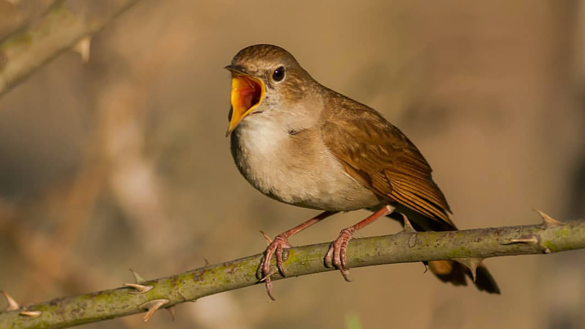 清晨鸣叫的野生夜莺, 声音好多变,让人很是享受!