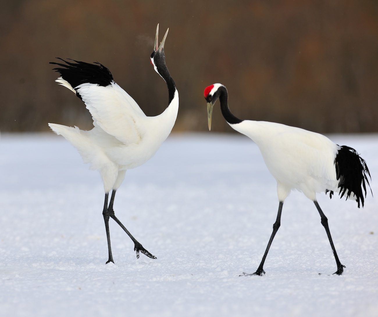 张周平委员:黑颈鹤九成以上分布在我国,建议定为"国鸟" - acfun弹幕