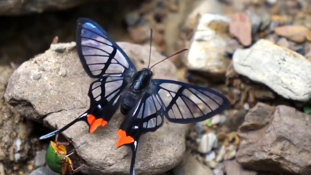 摄影师pedromariposa镜头下拍摄到的红臀凤蚬蝶