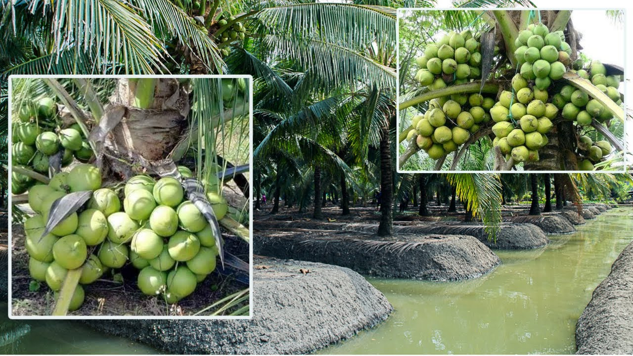 原来我们平时吃的椰子是这样种植和收获的,椰子种植收获全过程!