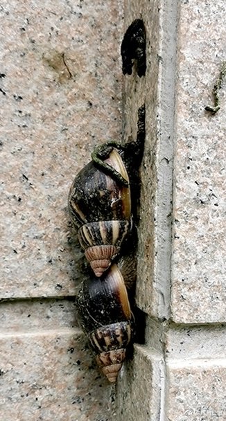 非洲大蜗牛爬墙图片