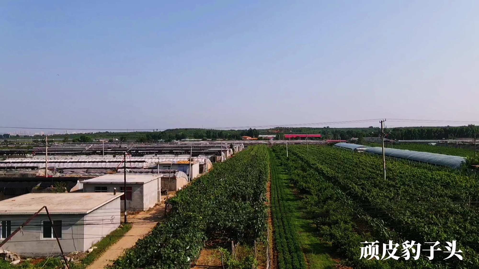 航拍绥中县李家堡乡下荆村蔬菜大棚和葡萄园,这里的蔬菜和水果口感