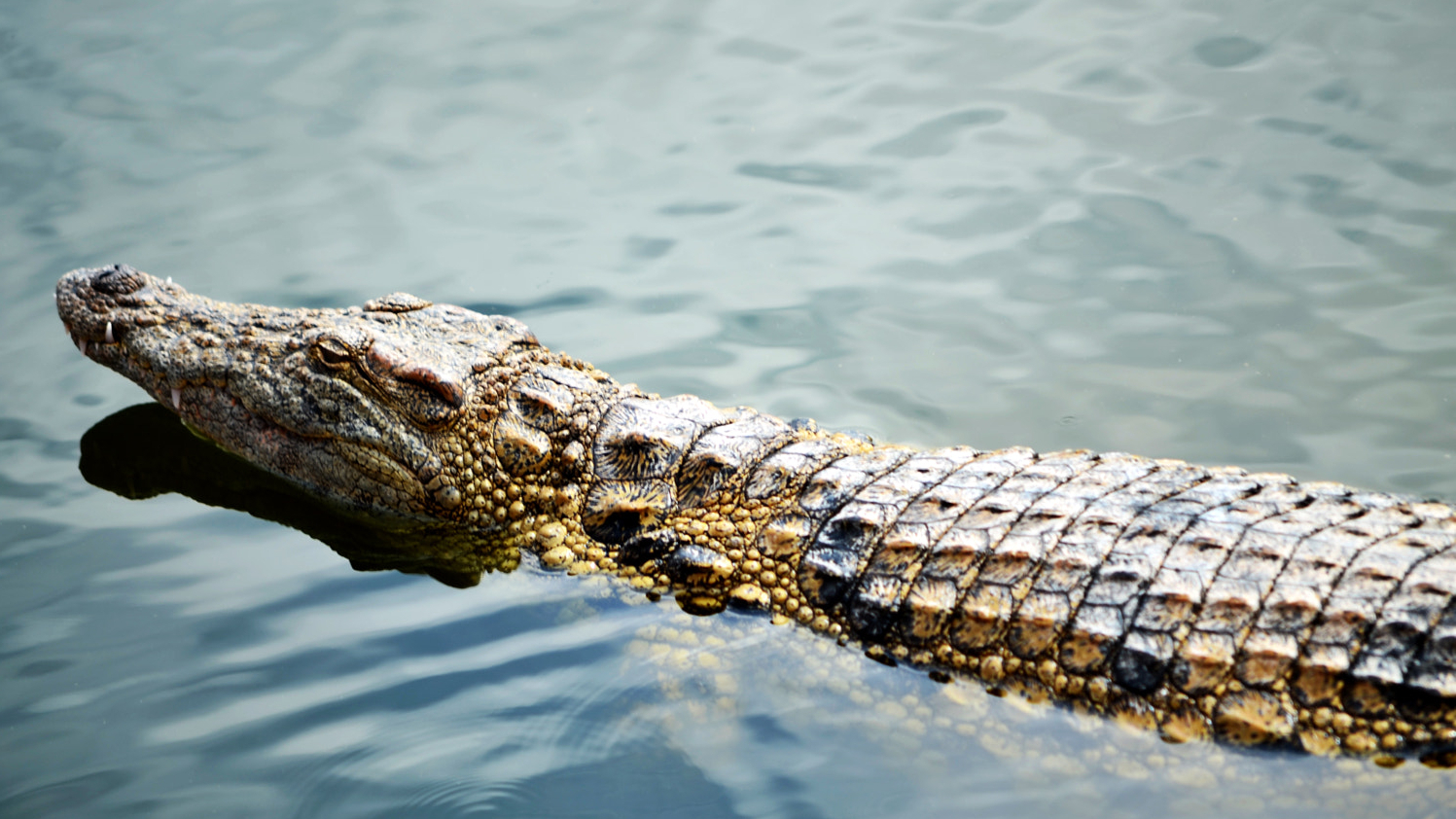 牛渡口的鳄鱼为什么喜欢张开双臂游泳