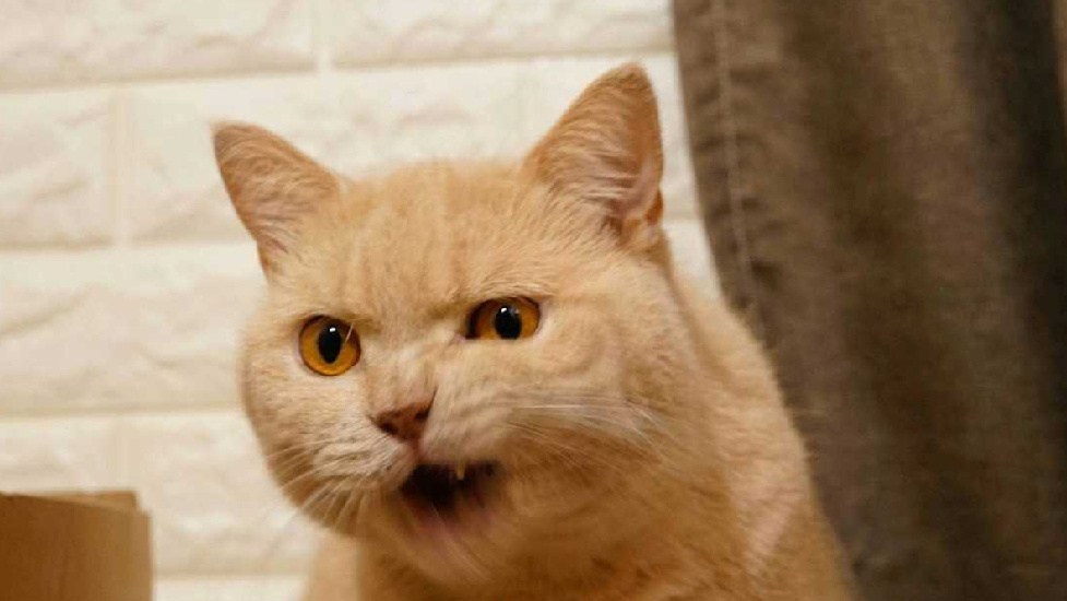 猫咪嚣张表情包图片