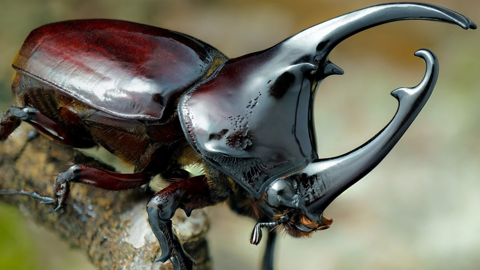 奇闻录 能举起自身体重850倍的东西 犀牛甲虫逆天了