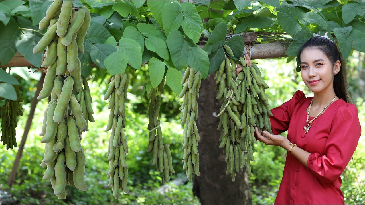 小时候找遍整个农村的野豆,还有多少人记得这个味道,太怀念了!