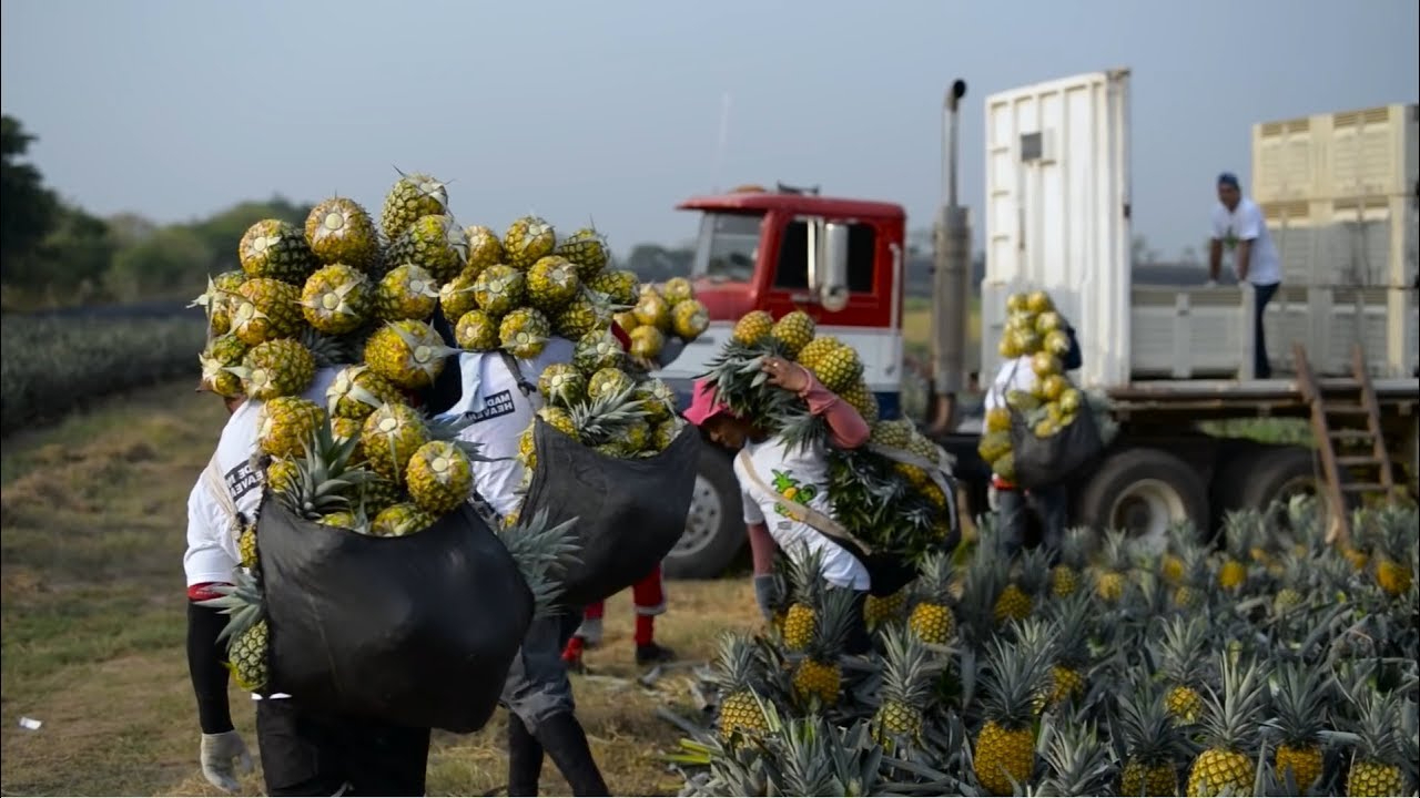 墨西哥的农业追求品质,管理细致,所以走在世界的前沿.