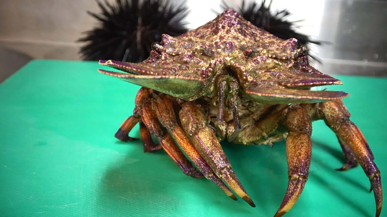 活巨大海战车虾蛄刺身 - 台湾街边小吃刺身